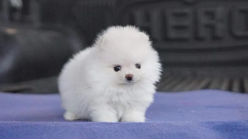 Chó Phốc sóc mặt gấu cực kỳ được ưa chuộng