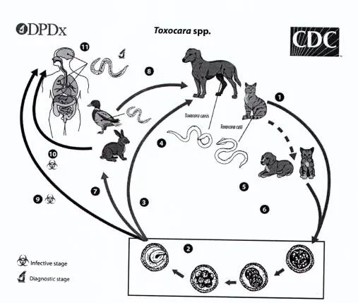 Chu kỳ phát triển của ấu trùng giun đũa chó/mèo