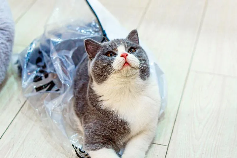 Mèo Anh lông ngắn Bicolor