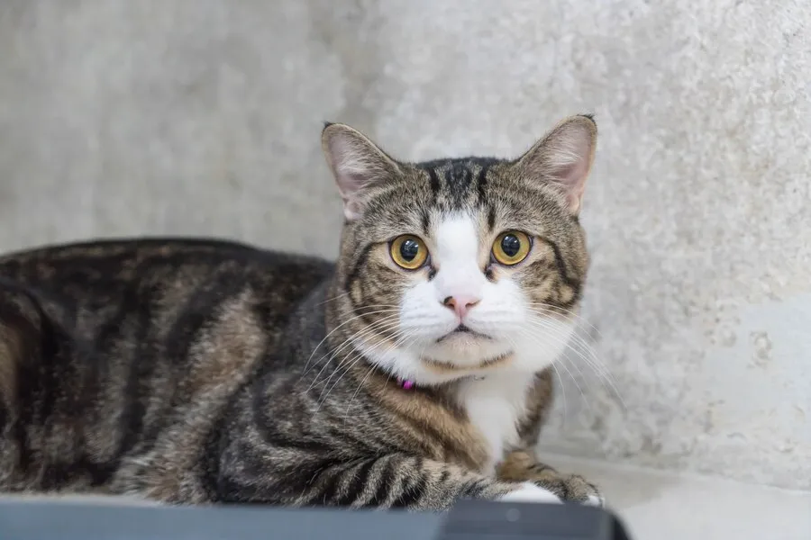 Mèo Anh lông ngắn Tabby