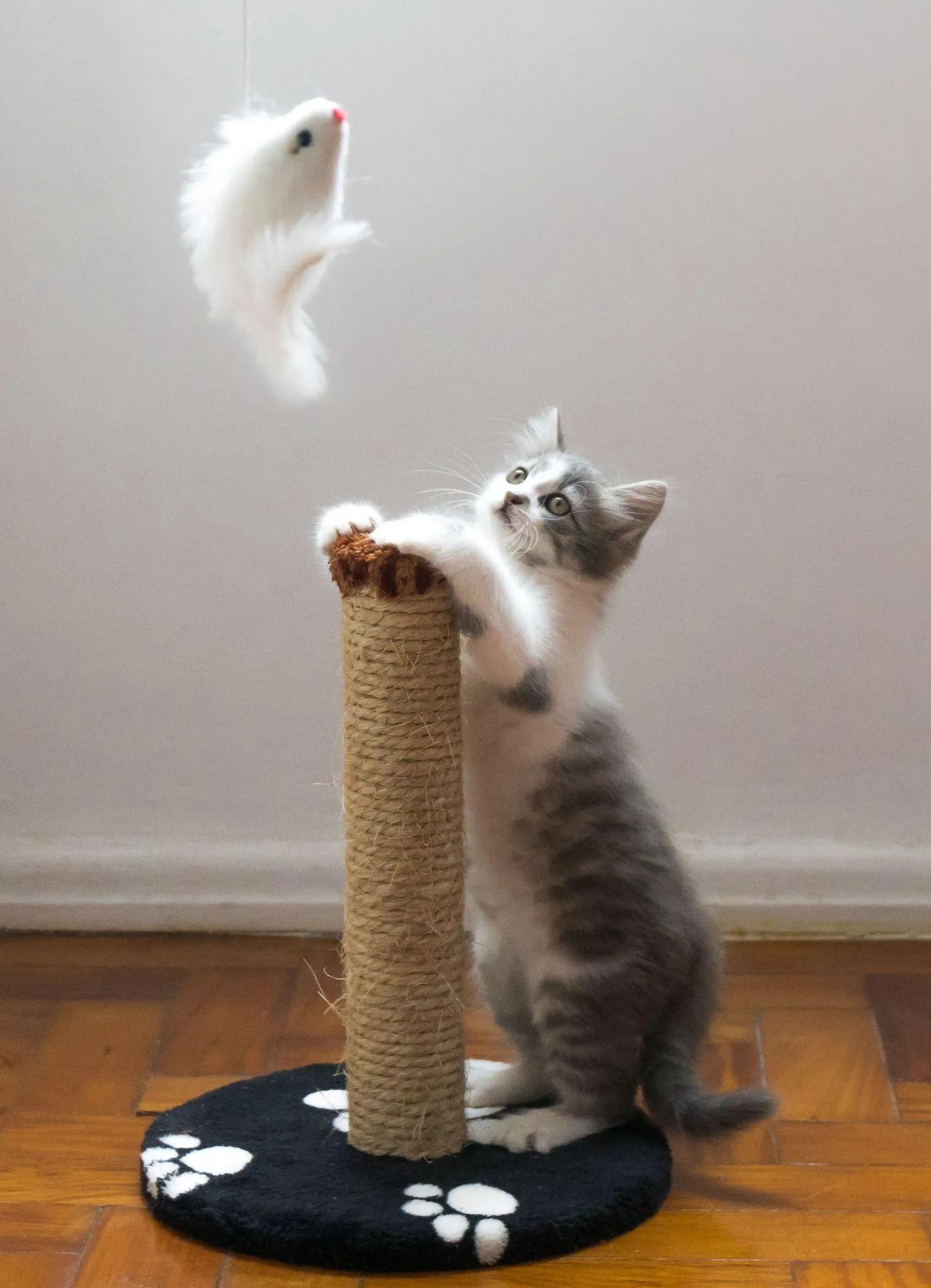 Mèo Anh lông ngắn vui chơi