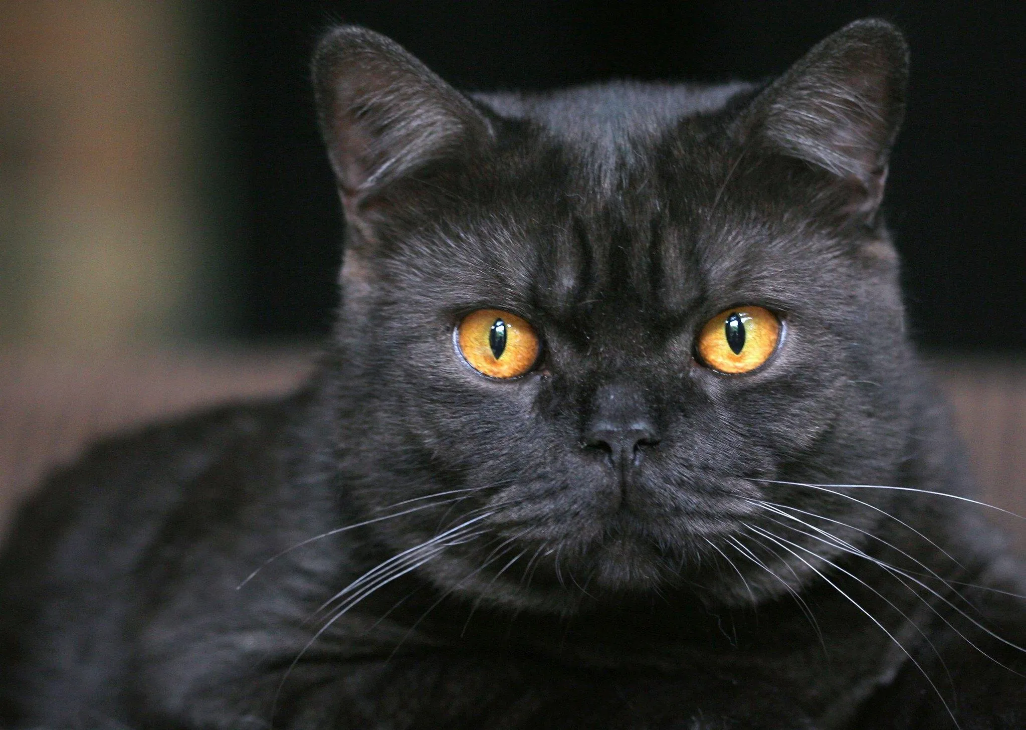 Mèo Anh lông ngắn đen