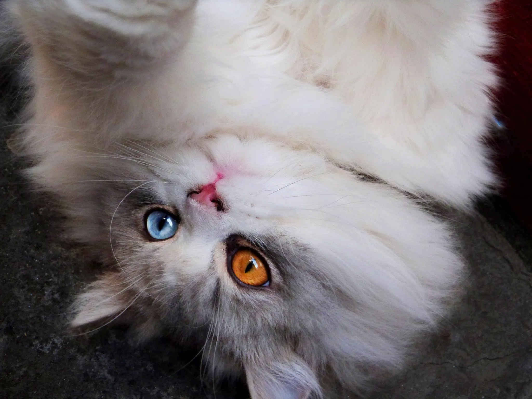 Mèo Anh lông dài 2 màu mắt