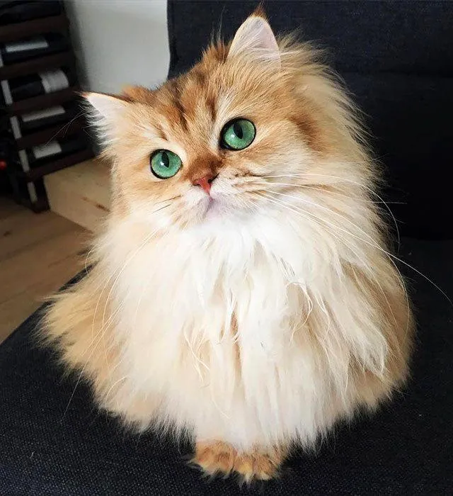 Mèo Anh lông dài trắng