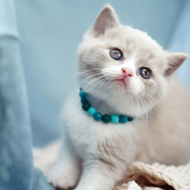 Mèo Anh lông ngắn rụng lông