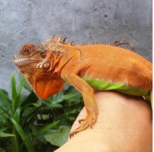 red iguana