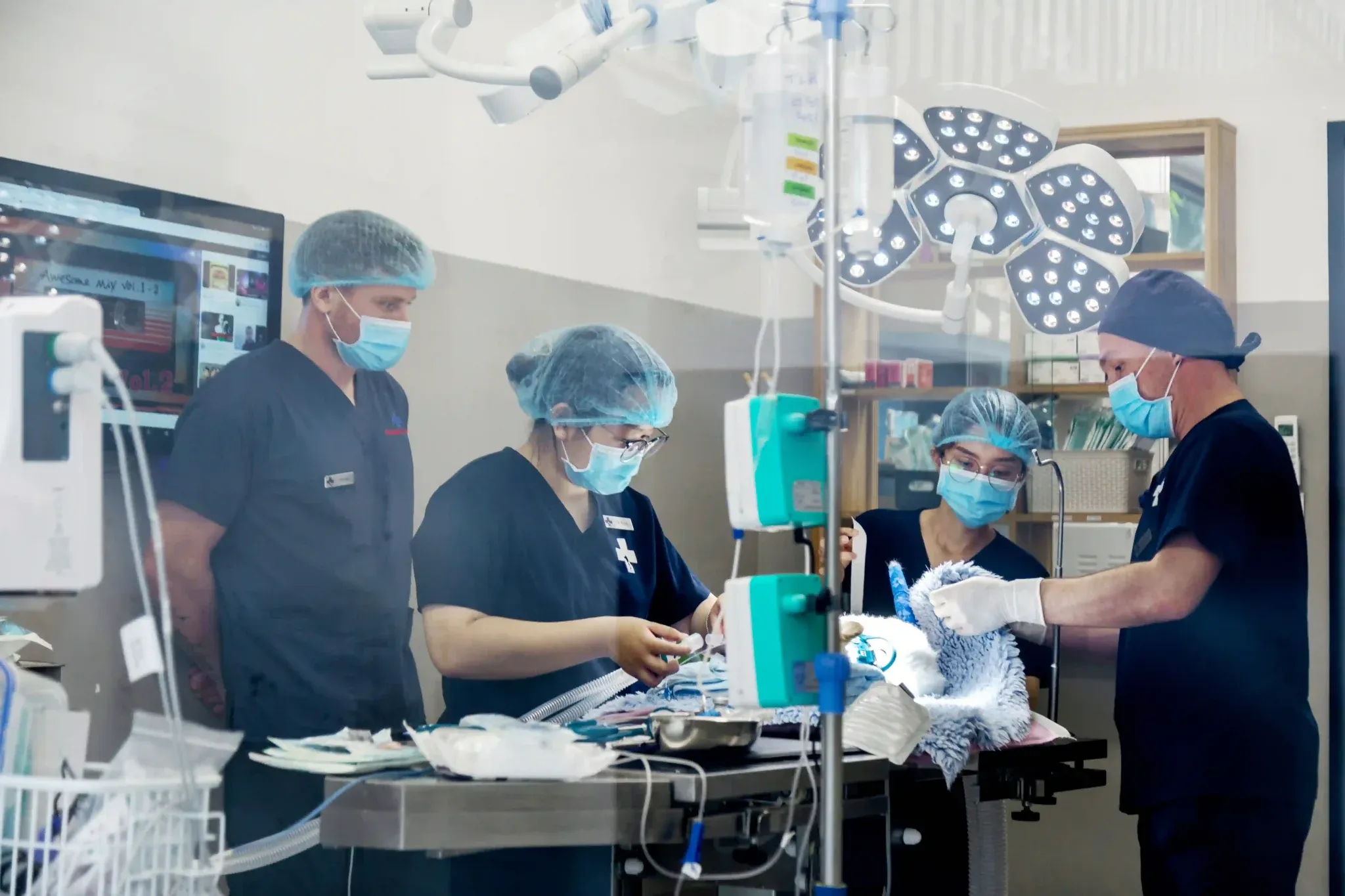 Hình ảnh một ca phẫu thuật triệt sản tại Animal Doctors International