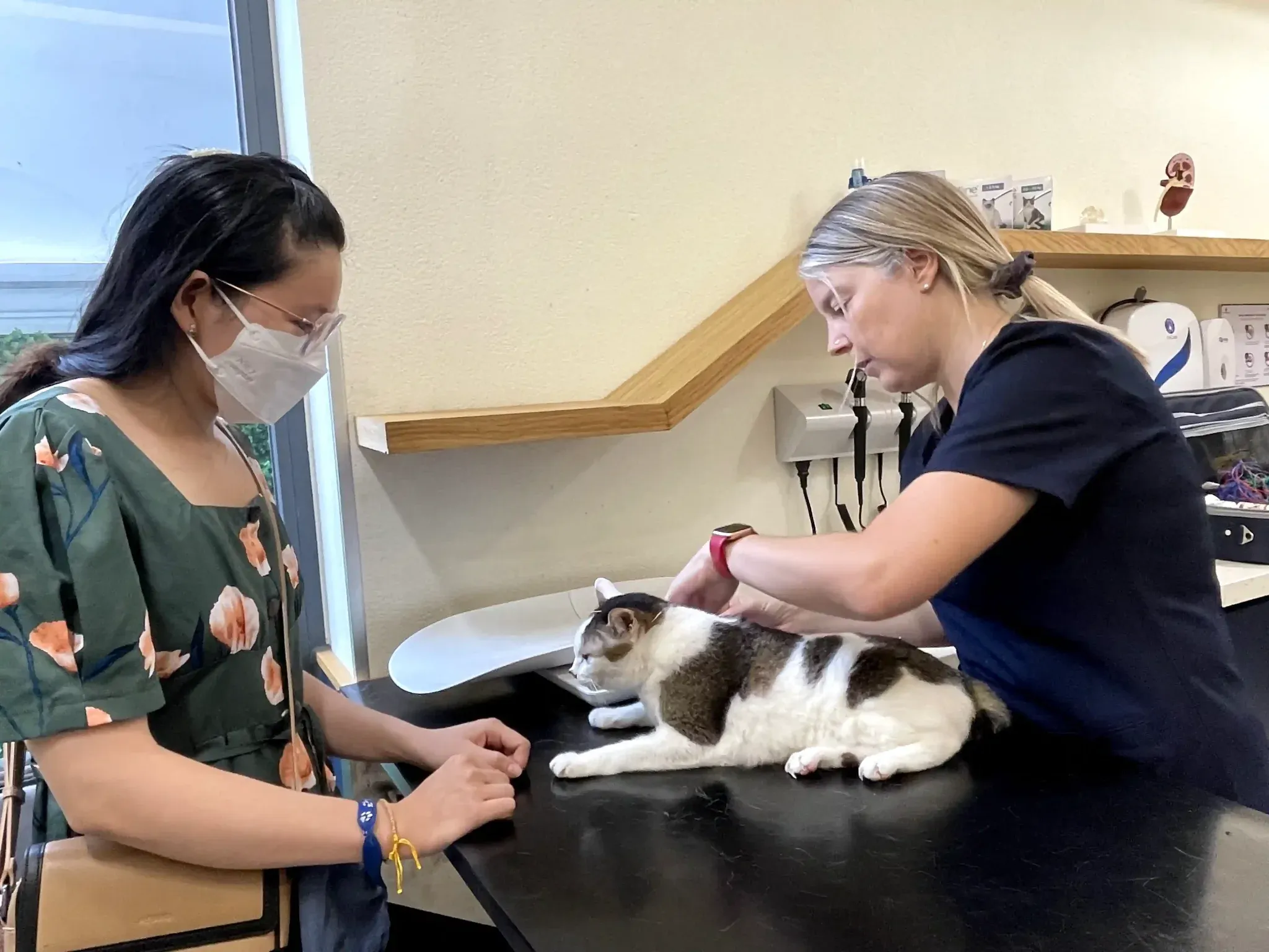 Khám thú y kịp thời khi mèo có dấu hiệu bệnh lý