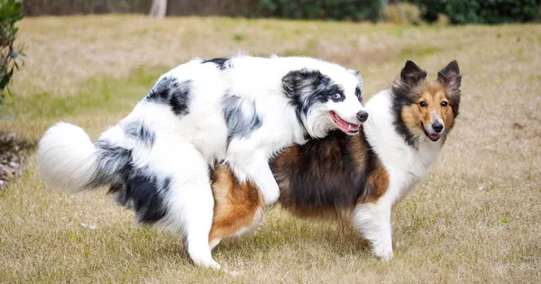 Quá trình kiểm tra đặc điểm ngoại hình và hệ xương của chó Phú Quốc trước khi quyết định nhân giống nhằm đảm bảo thế hệ sau thuần chủng