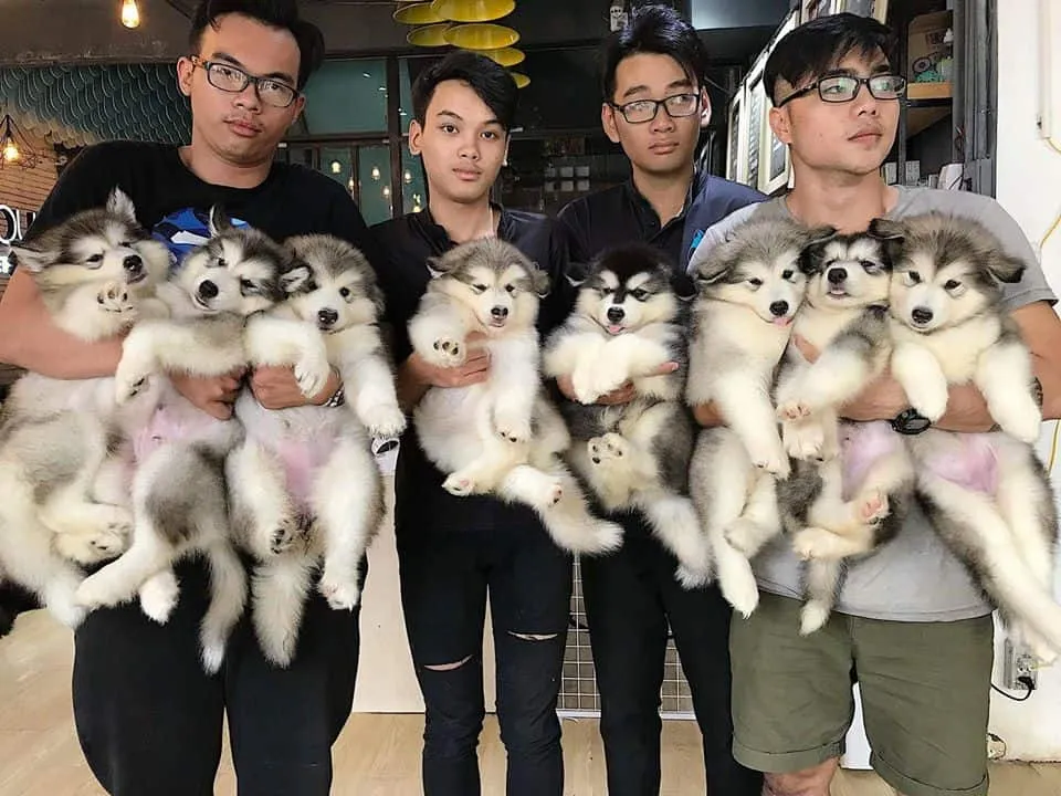 Những chú Alaska tại Ken's House