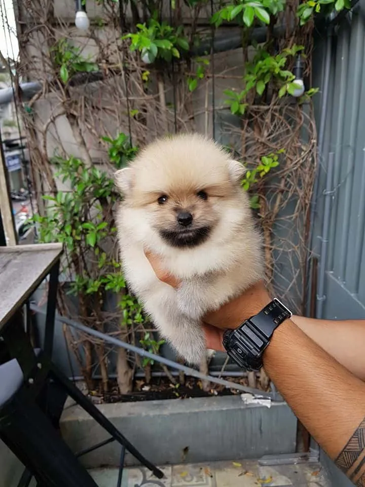 Alaska size mini tại Ken's House