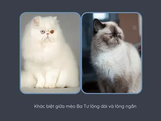 Góc nhìn trực diện giúp phân biệt nguồn gốc và đặc điểm của hai dòng mèo