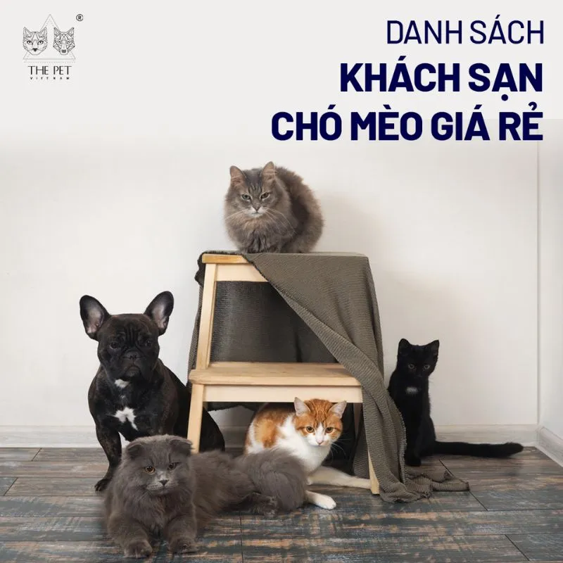 Khách sạn chó mèo Gò Vấp với không gian thoáng mát