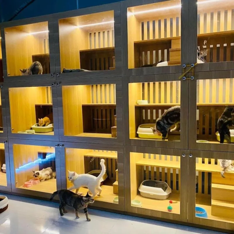 Tham khảo ý kiến cộng đồng để chọn khách sạn thú cưng phù hợp