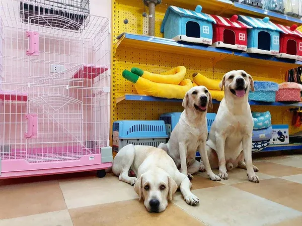 Trông giữ chó mèo giá rẻ TPHCM