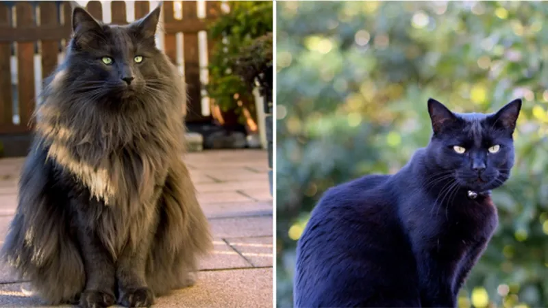 Mèo đen con với đôi mắt to tròn đang nhìn thẳng