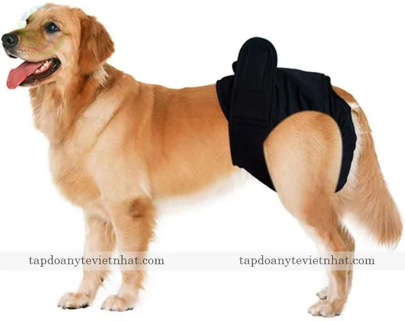 không nên triệt sản khi chó đang ngày hành kinh