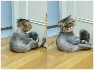 Làm Gì Khi Mèo Bị Căng Thẳng Do Thời Tiết Hoặc Chuyển Nhà