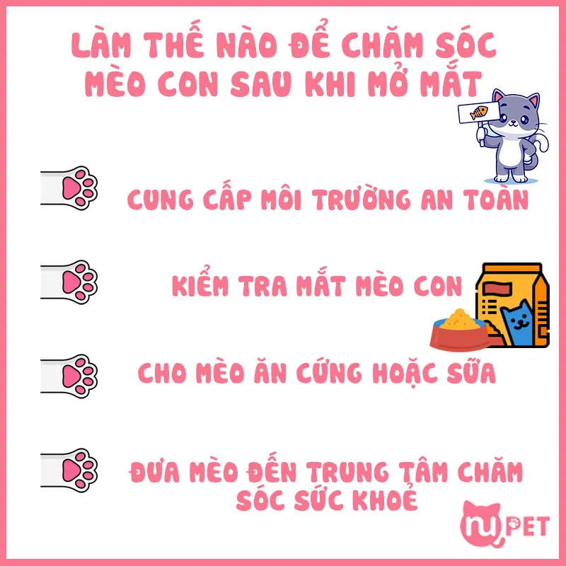 Chăm sóc mèo con sau khi mở mắt