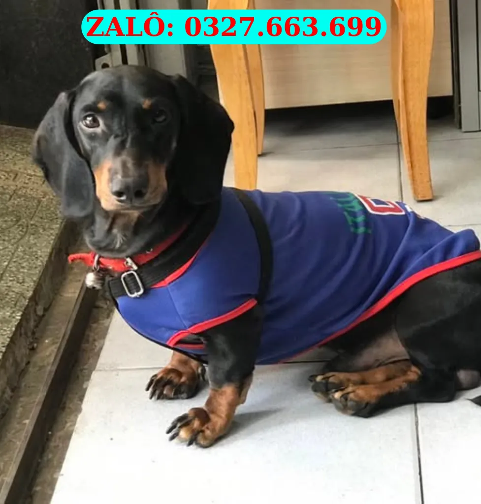 Chó Dachshund tại Đà Nẵng