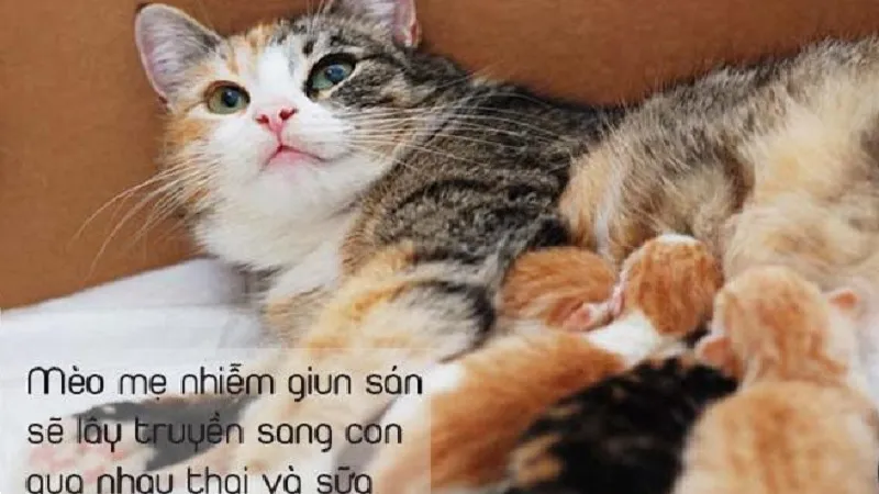 Mèo mẹ cần tẩy giun trước khi phối giống