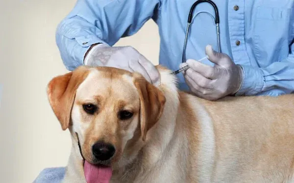 tiêm phòng cho chó