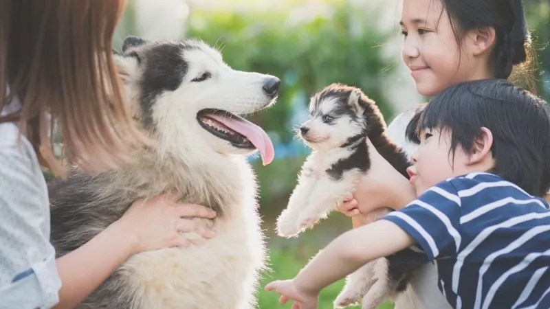 Mèo con nằm cuộn tròn bình yên giúp chủ nhân cảm thấy thư giãn và hạnh phúc hơn mỗi ngày