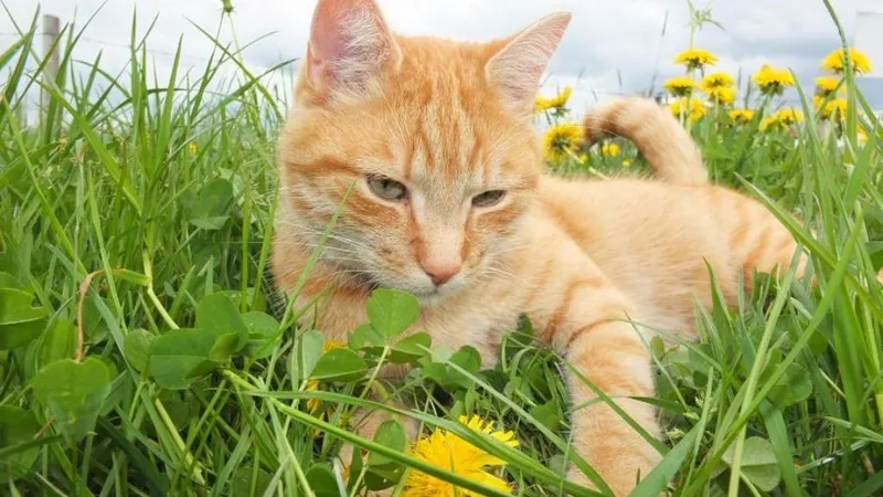 Chủ nhân vuốt ve mèo cưng giúp xua tan áp lực tâm lý và mang lại sự bình yên trong tâm hồn