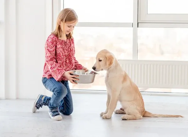 Bổ sung đầy đủ vitamin và khoáng chất trước khi phối giống là chìa khóa để chó mẹ có thai kỳ khỏe mạnh và đàn con chất lượng