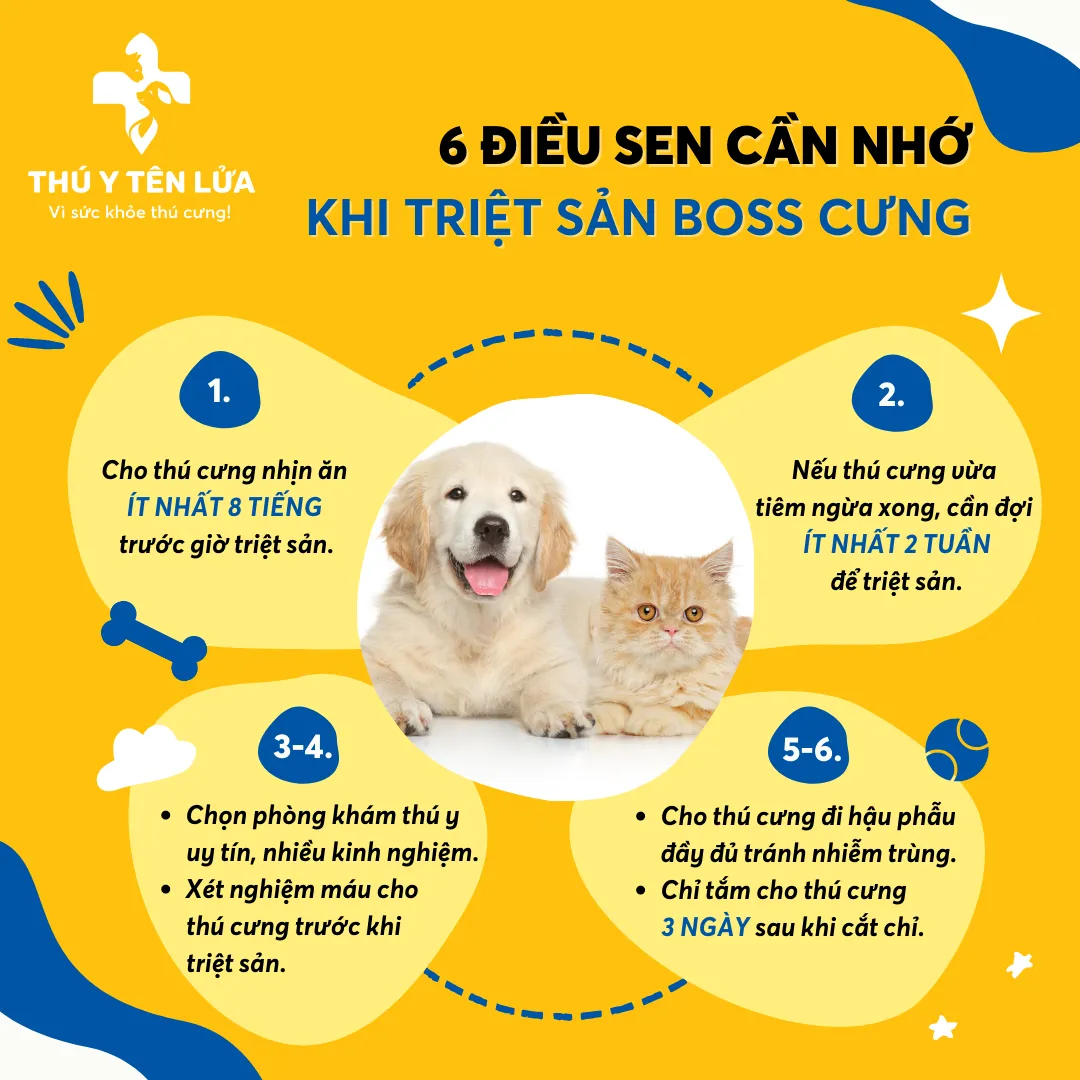 Các lưu ý quan trọng trước và sau khi thực hiện triệt sản thú cưng