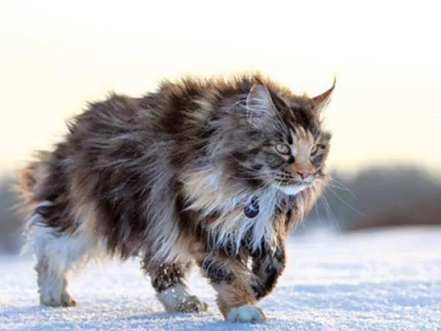 Maine Coon là những giống mèo dễ thương