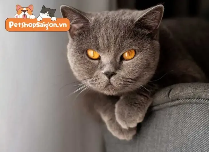 mắt mèo anh lông ngắn