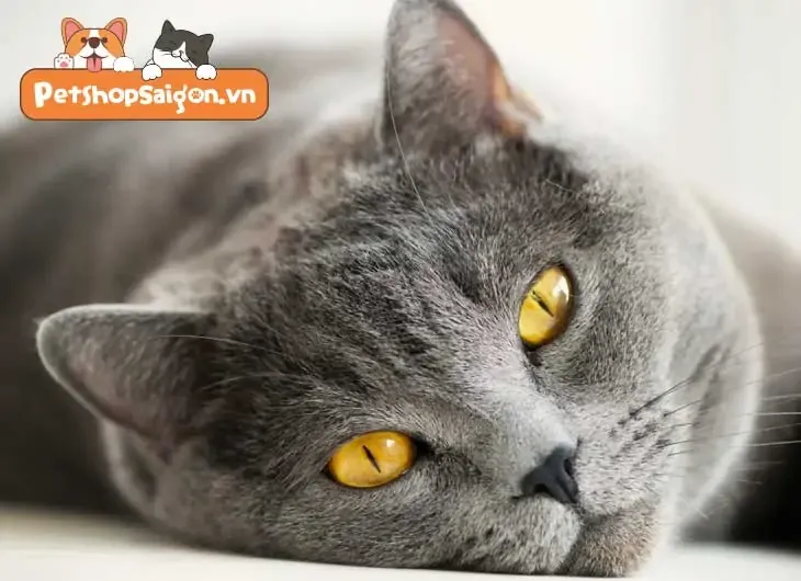 mắt mèo anh lông ngắn