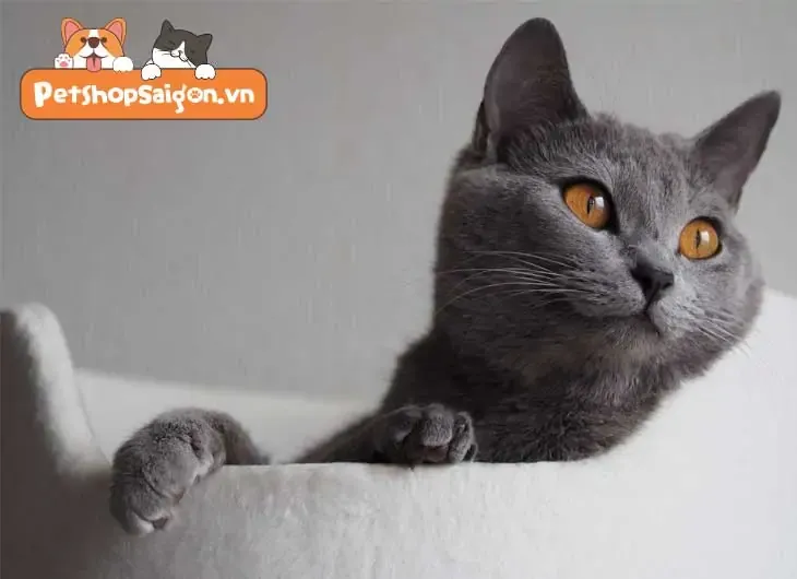 mắt mèo anh lông ngắn