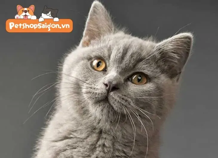 mắt mèo anh lông ngắn