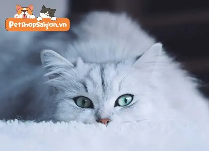 mắt mèo anh lông ngắn