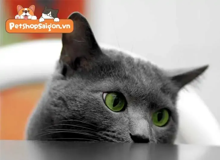 mắt mèo anh lông ngắn