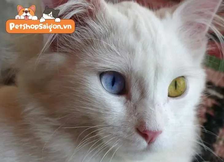 mắt mèo anh lông ngắn