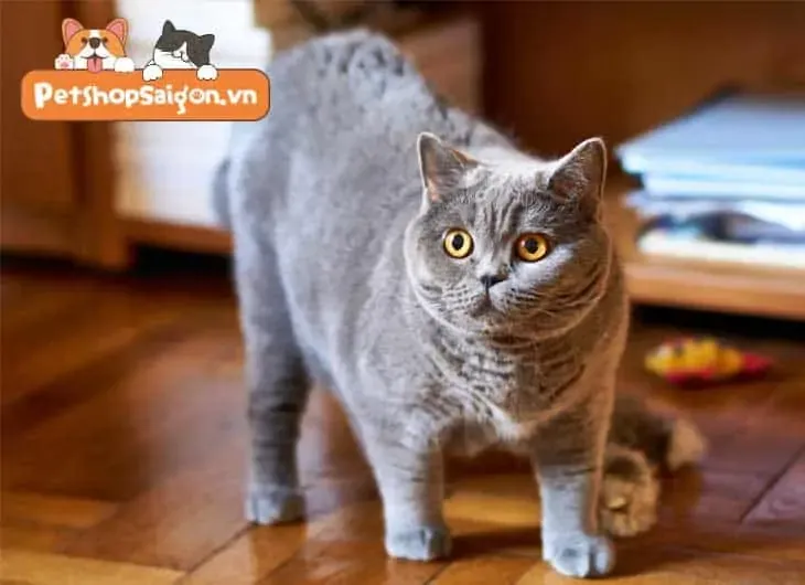 mắt mèo anh lông ngắn