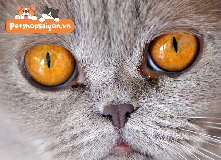 mắt mèo anh lông ngắn