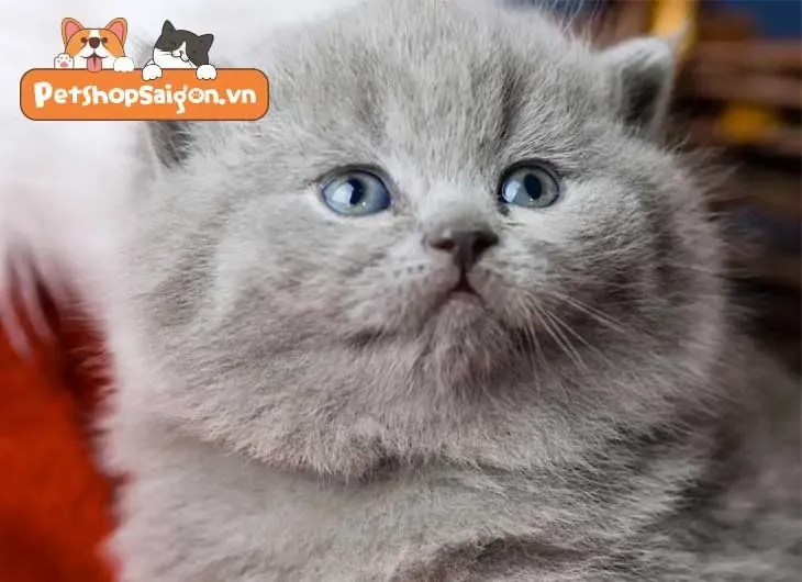 mắt mèo anh lông ngắn