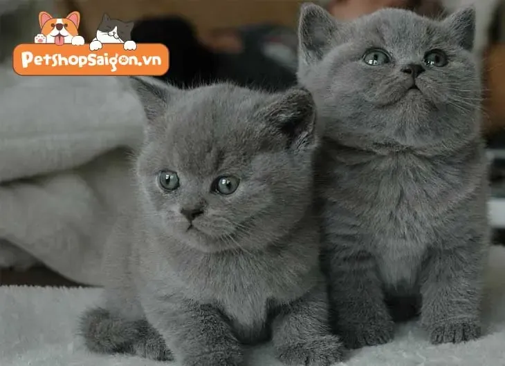 mắt mèo anh lông ngắn