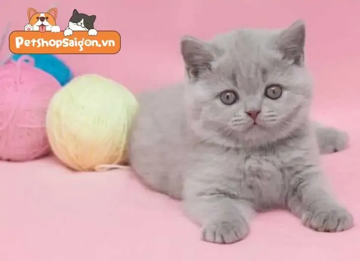 mắt mèo anh lông ngắn