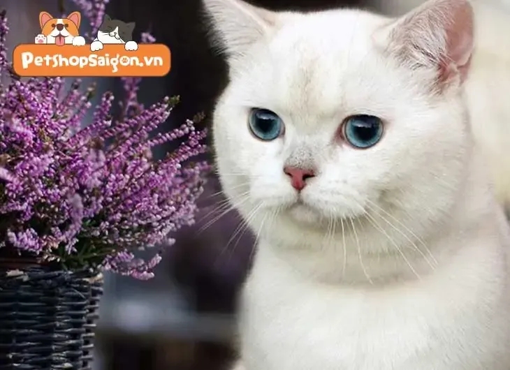 mắt mèo anh lông ngắn