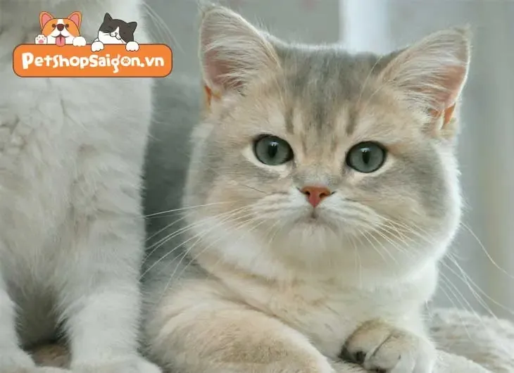 mắt mèo anh lông ngắn