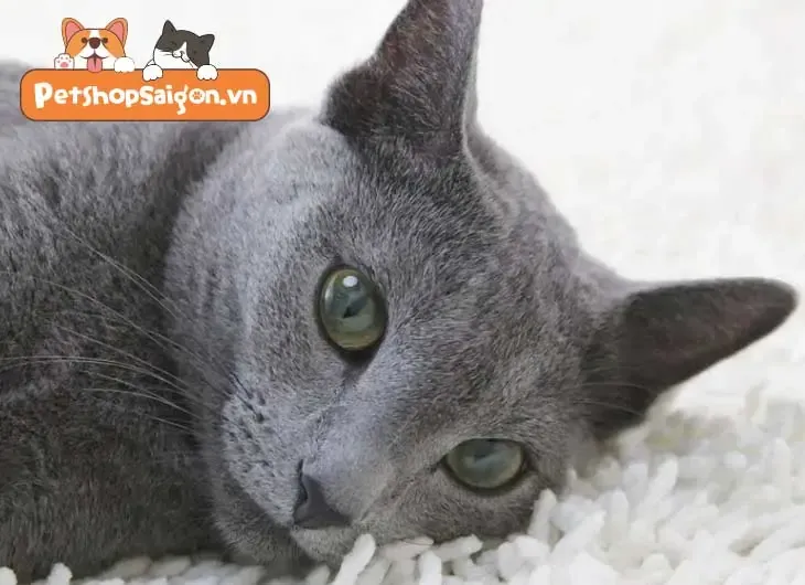 mắt mèo anh lông ngắn