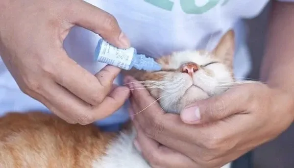 Mèo bị đau mắt đỏ cần điều trị kịp thời