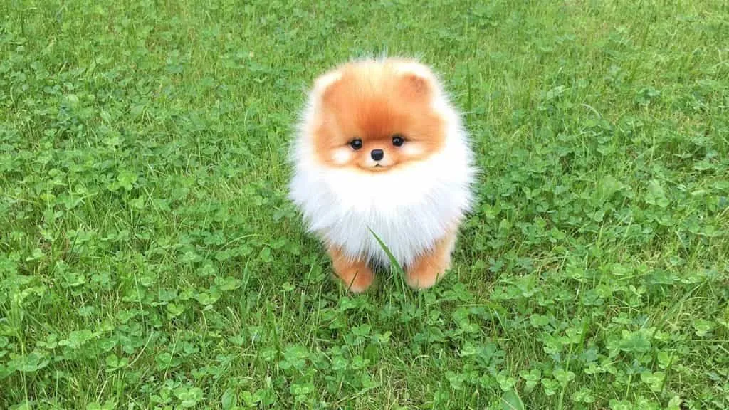 Size Teacup có giá cao nhất