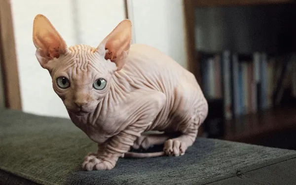 Mèo Peterbald với làn da mịn không lông đặc trưng