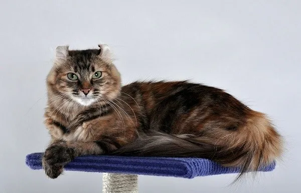 Mèo American Curl với đôi tai xoắn ngược đặc trưng